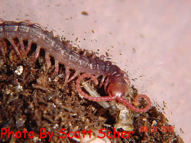 feather tail centipede